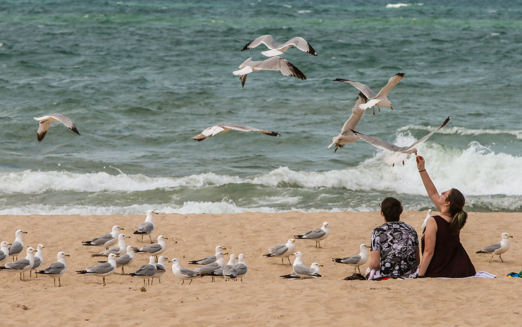 Feeding the gulls